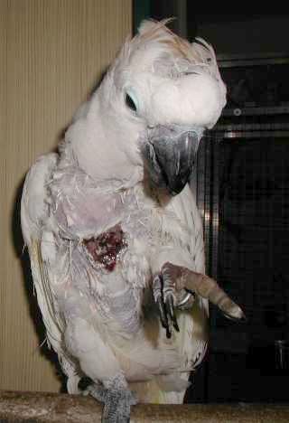 This cockatoo inflicted a wound to its own chest