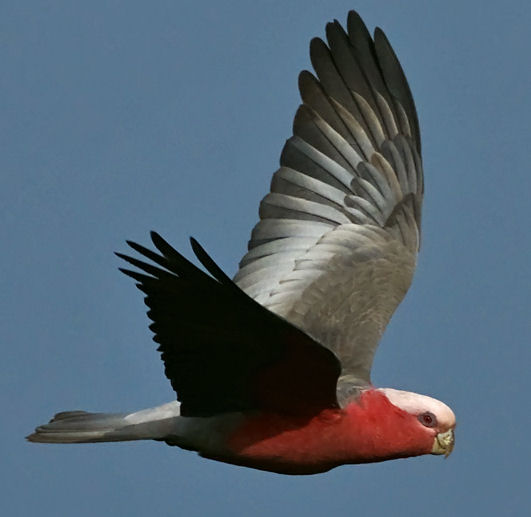 Flying galah cockatoo