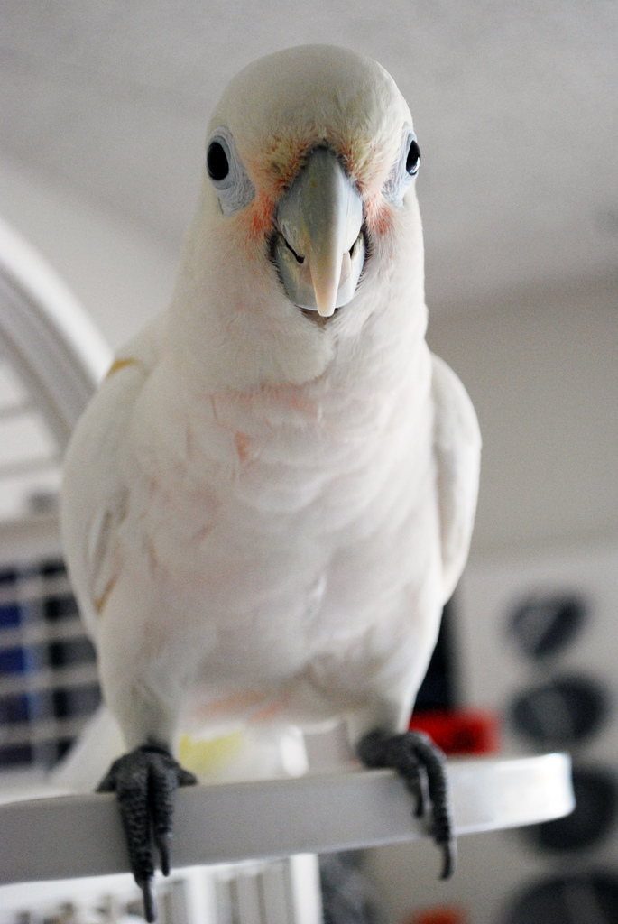 Goffins cockatoo | Cockatoo-info.com
