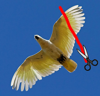 Clipping wings cockatoo