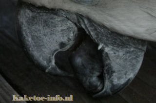 The tongue of a cockatoo