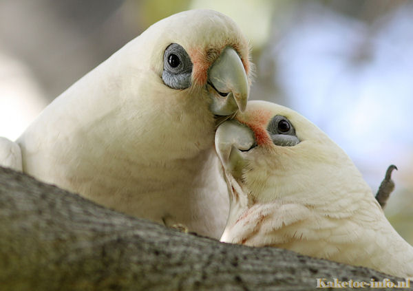 Two Little Corellas