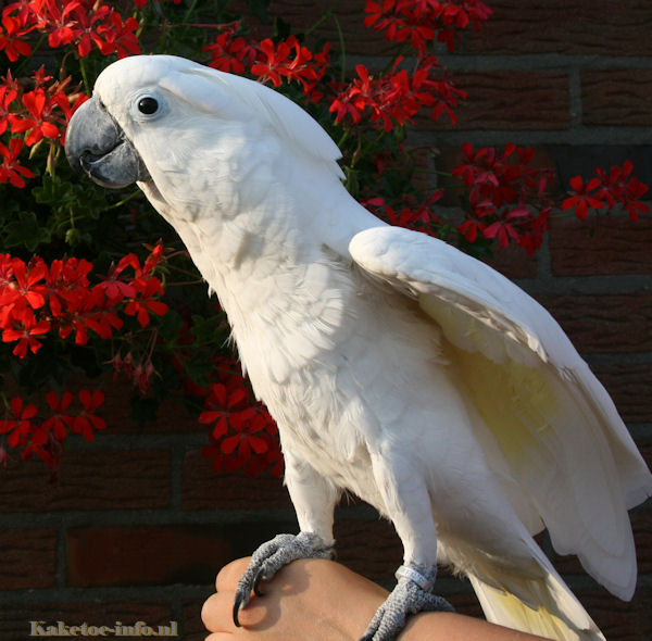 cockatoo supplies